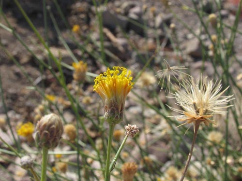 Bebbia juncea flowers and fruit