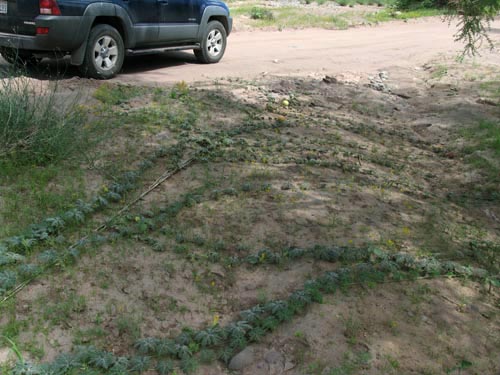 Coyote melon