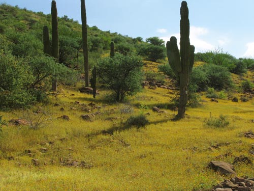 Mulege hillside