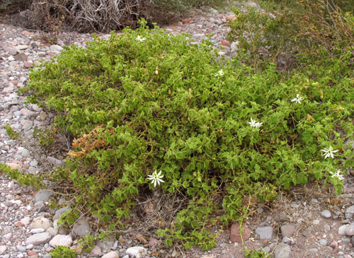 Passiflora palmeri