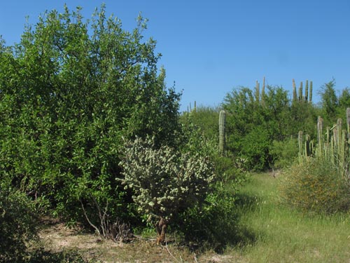 Punta Arena desert scrub
