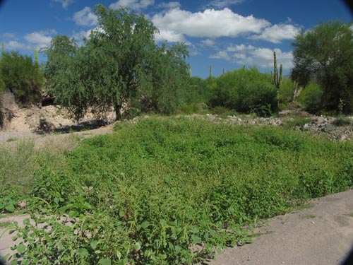 Punta Arena desert scrub