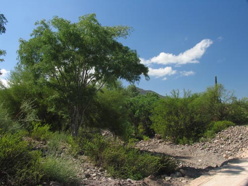 Punta Arena desert scrub