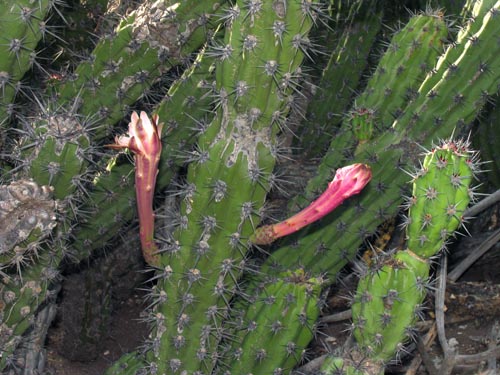 Stenocereus gummosus