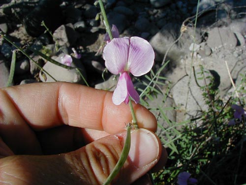 Tephrosia palmeri flower