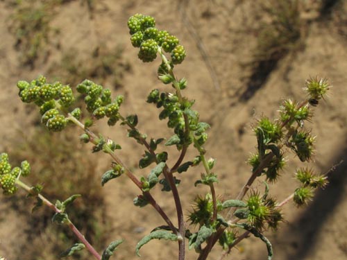 Ambrosia magdalena