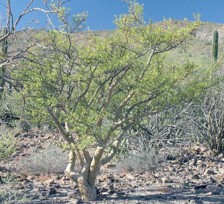 Bursera microphylla