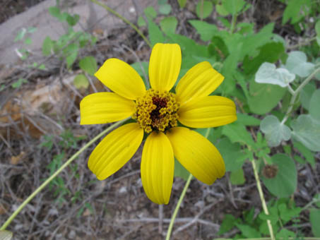 Heliopsis anomala