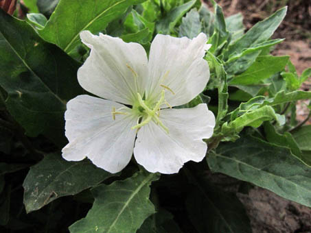 Oenothera kunthii