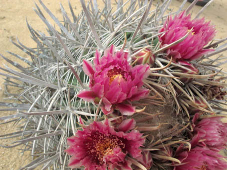 Endemic barrel cactus, Ferocactus fordii