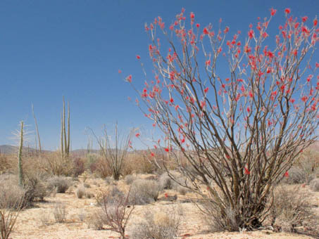 Ocotillo, Palo Adan and Cirio on road to Bahia de los Angeles