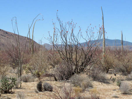 Ocotillo, Palo Adan and Ciro on the highway to Bahia de los Angeles