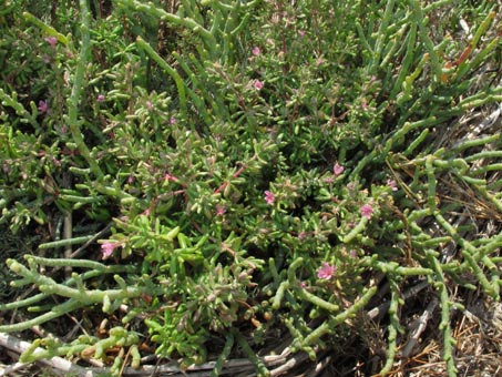 Marsh rosemary, Frankenia salina, in bloom.