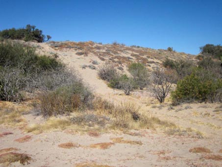 Dunes near Mulege