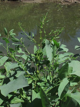 Rumex inconspicuus habit