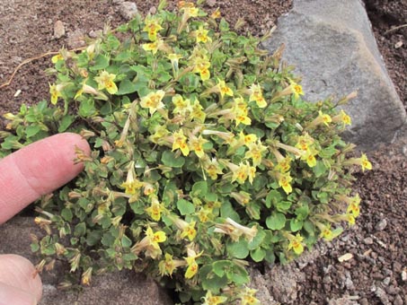Mimulus dentilobus, Monkeyflower