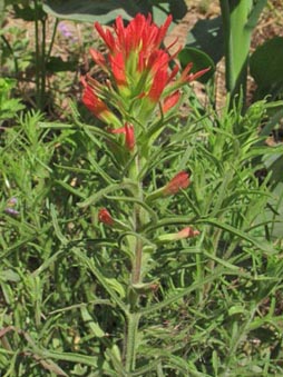 Closeup of Castilleja bryantii, Indian Paintbrush