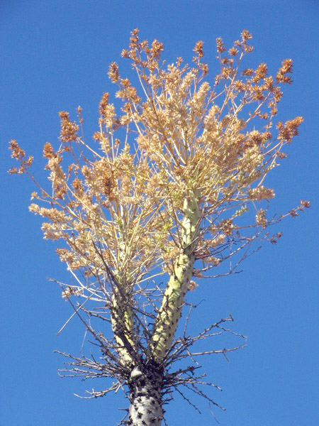 Fouquieria columnaris, Boojum Tree, Cirio