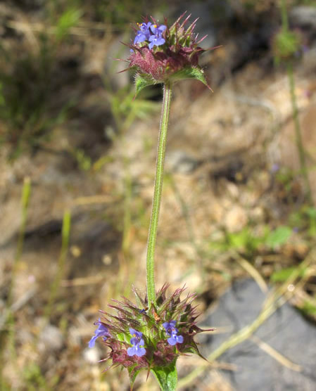 Salvia