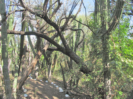 Nurse trees at Large columnar cacti at Santuario de los Cactos