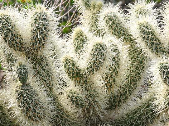 teddy bear cholla