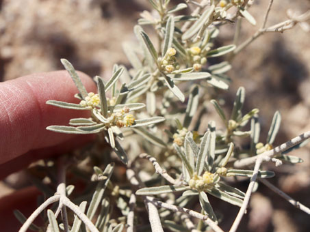 arroyo plants