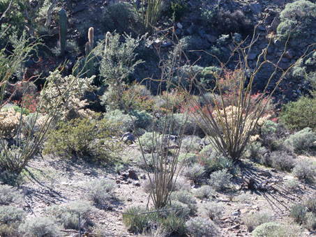 gully vegetation