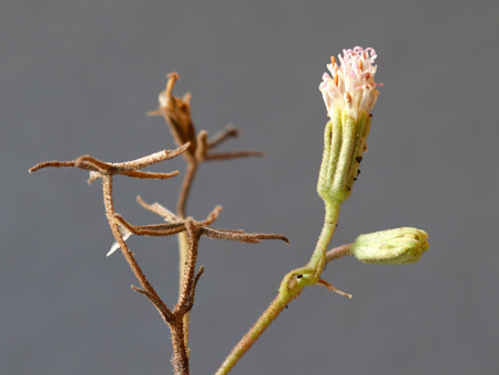 Closeup of glandular stems and involucres of Palafoxia linearis