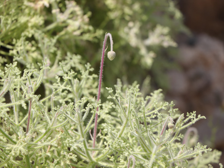 Hofmeisteria leaves and nodding flower bud