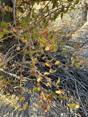 Copper Leaf plant