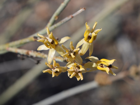 Rush Milkweed flowers