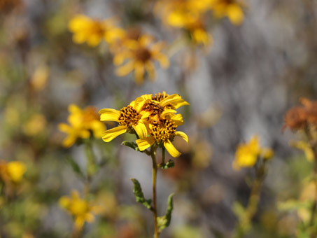 San Diego Sunflower