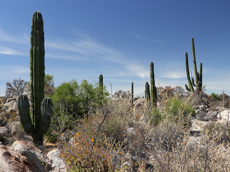 plants and boulders in Catavina