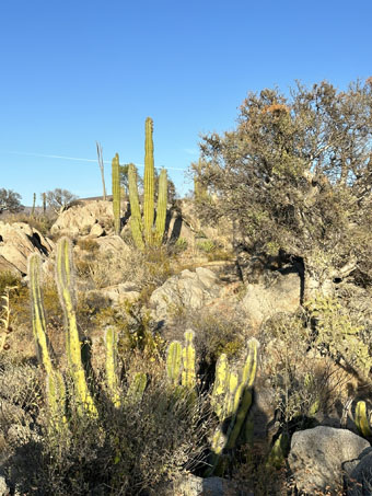 plants and boulders in Catavina