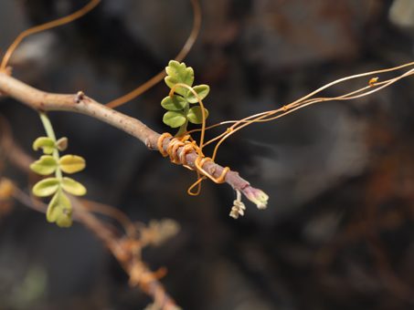Dodder vine growing on Elephant tree