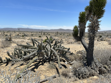 Desert scene Central Baja California desert