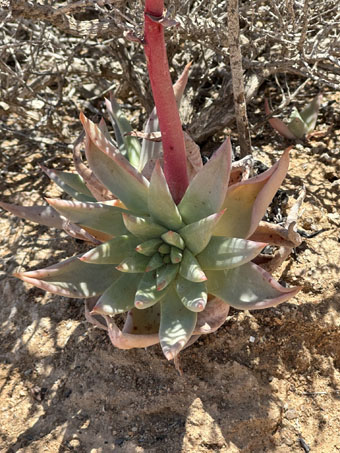 Leaves and rosette of White-flower Liveforever