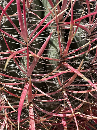 Red-spined barrel cactus spines