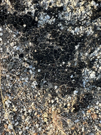 Black lichen on granitic sand and soil
