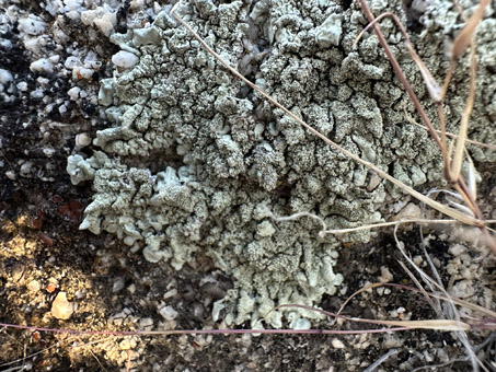 A gray-green lichen on granitic rock