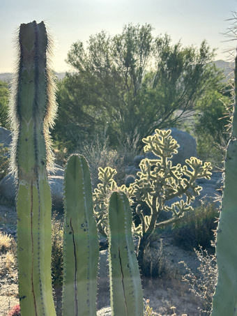 Old-man cactus and Cholla cactus