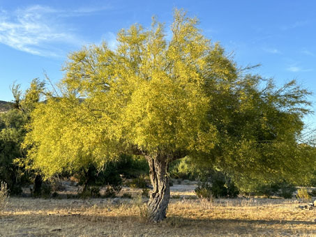 Mexican Palo Verde tree