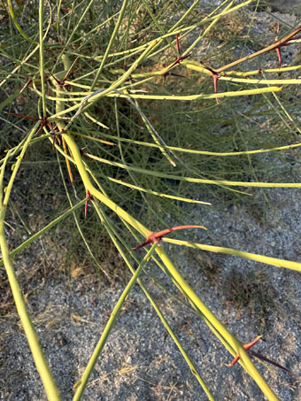 Mexican Palo Verde leaves and spines