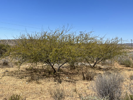 Sweet Acacia tree