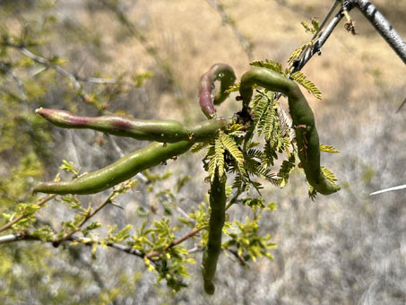 Sweet Acacia fruit