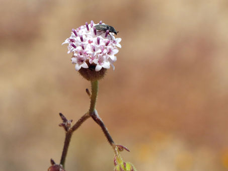 Chaenactis lacera flower