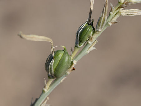 Desert lily fruit capsules