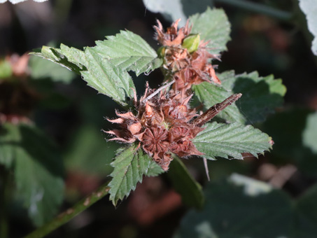 Three-Lobed False Mallow