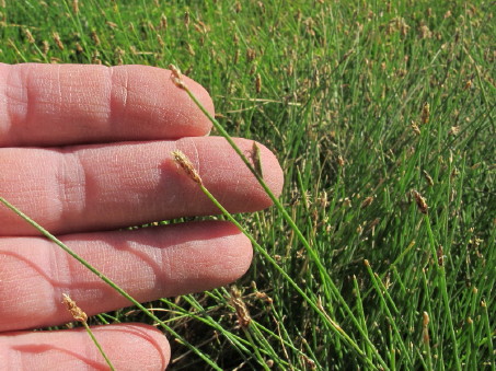 Eleocharis parishii inflorescences