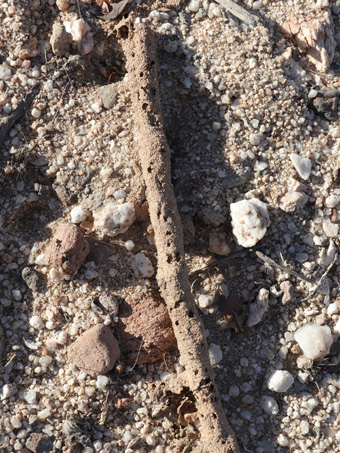 termite tubes
